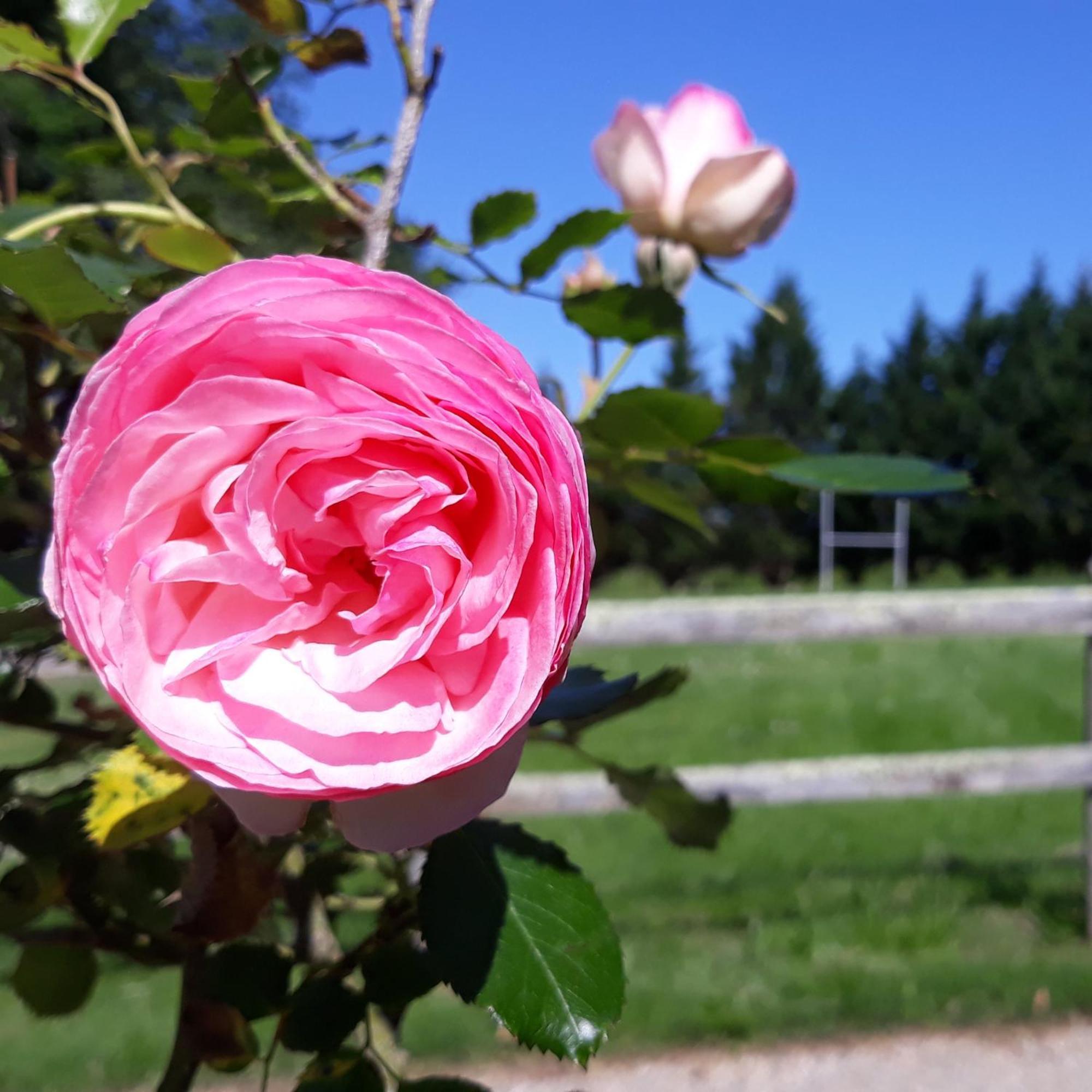 Roulotte Fleur Des Champs Villa Sigalens Eksteriør bilde
